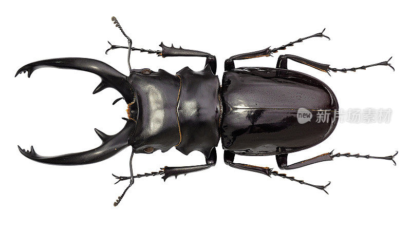 一种雄鹿甲虫标本的昆虫收集。Van de Poll, 1889年